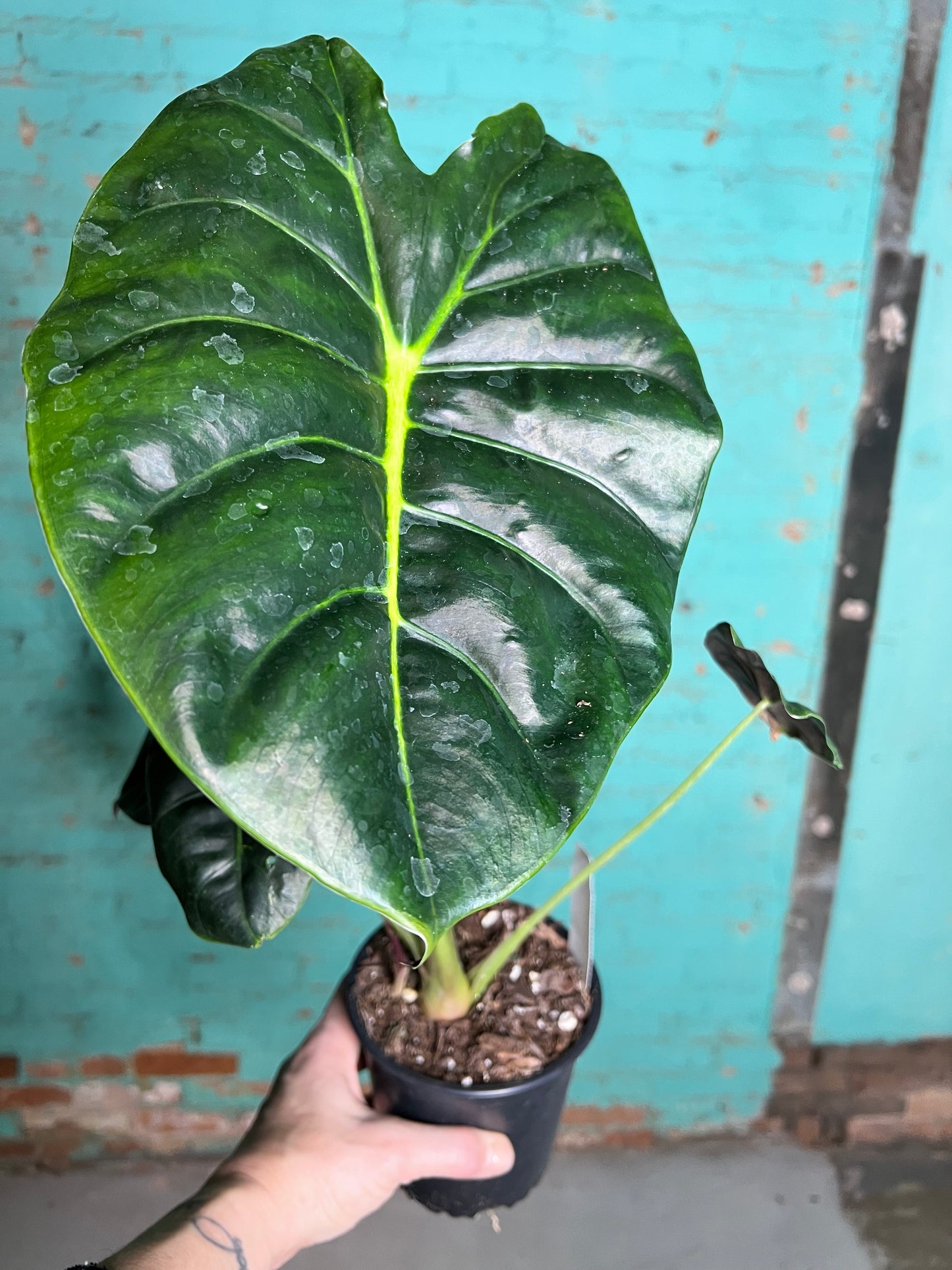 Alocasia Golden Bones 6”