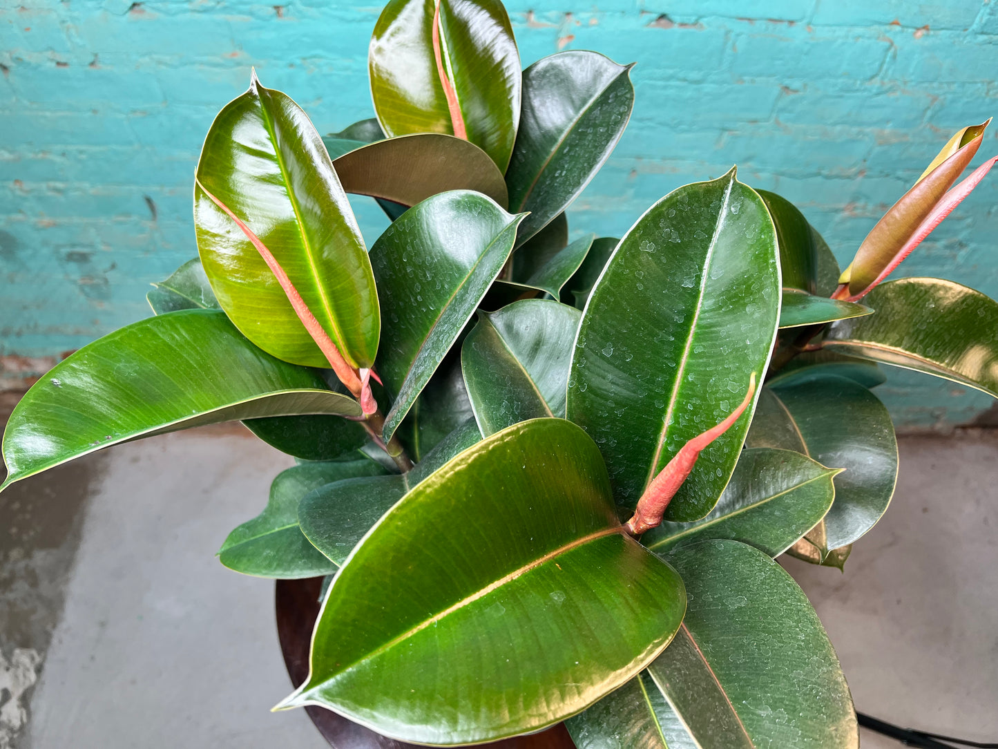 Rubber Tree- Robusta Green 7”