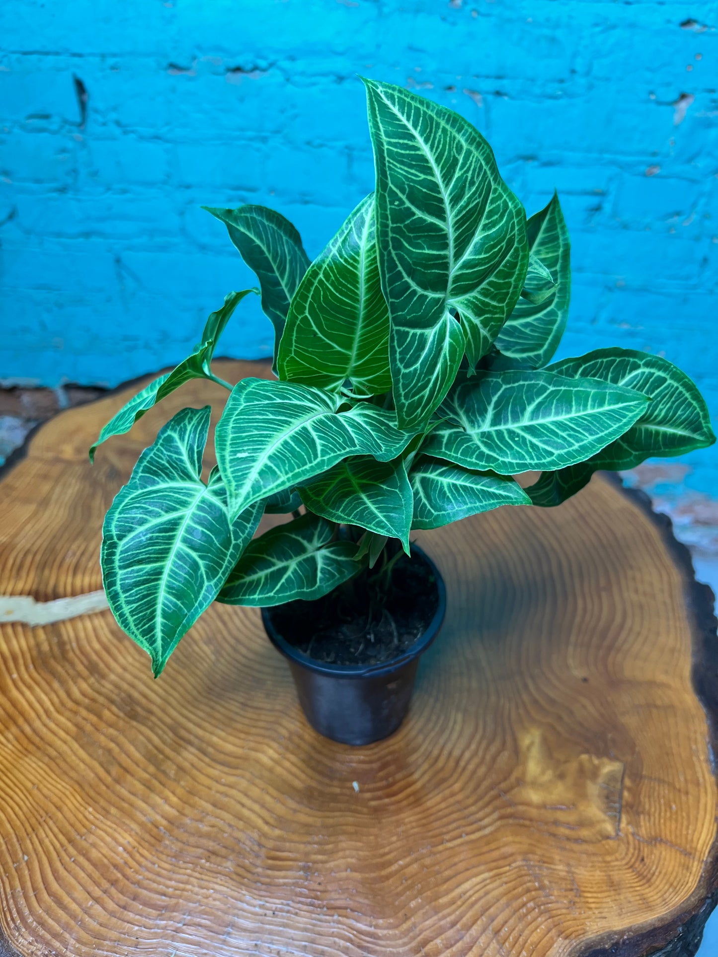 Syngonium Podophyllum