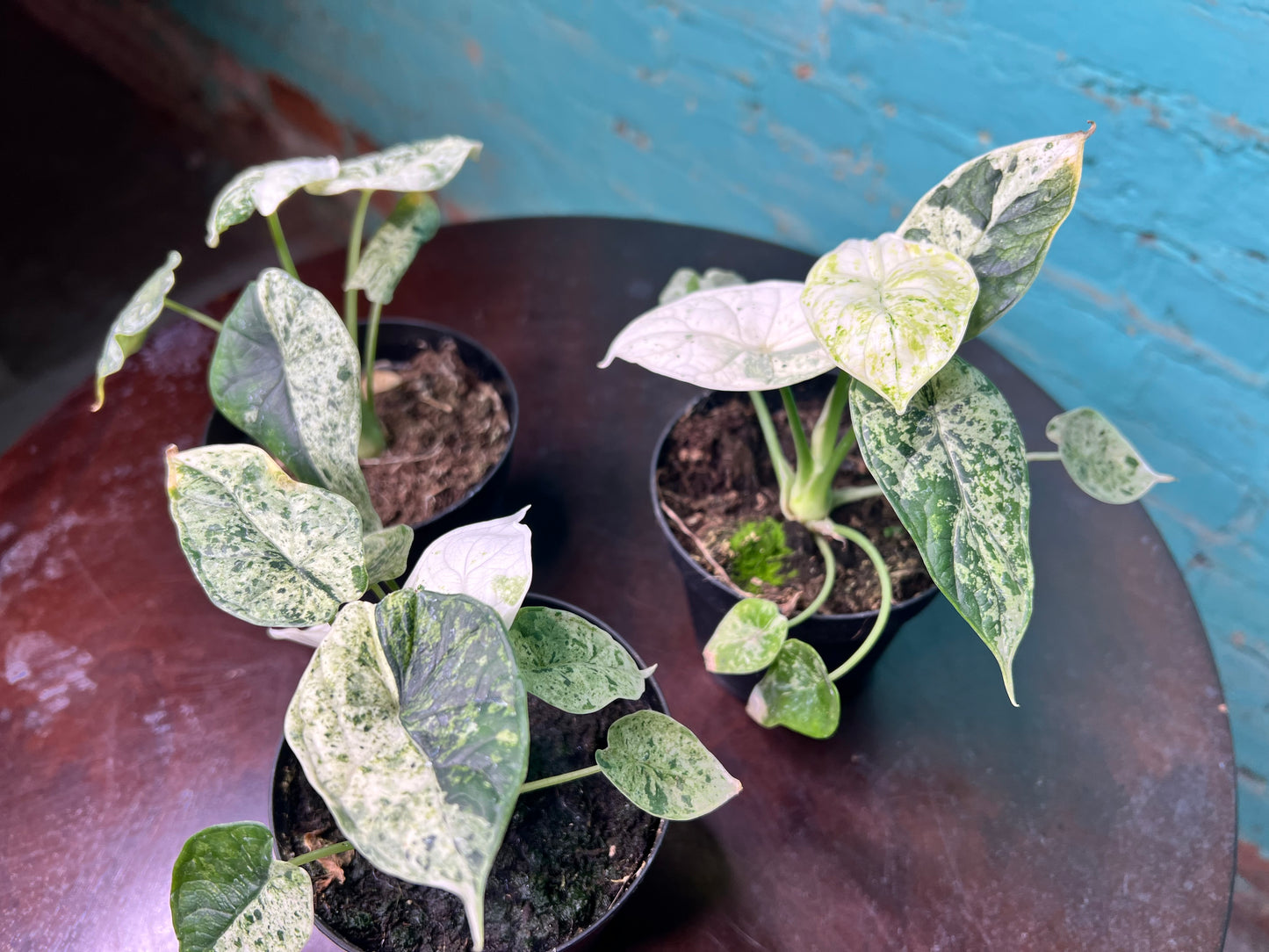 Alocasia Dragon Scale Mint 4”