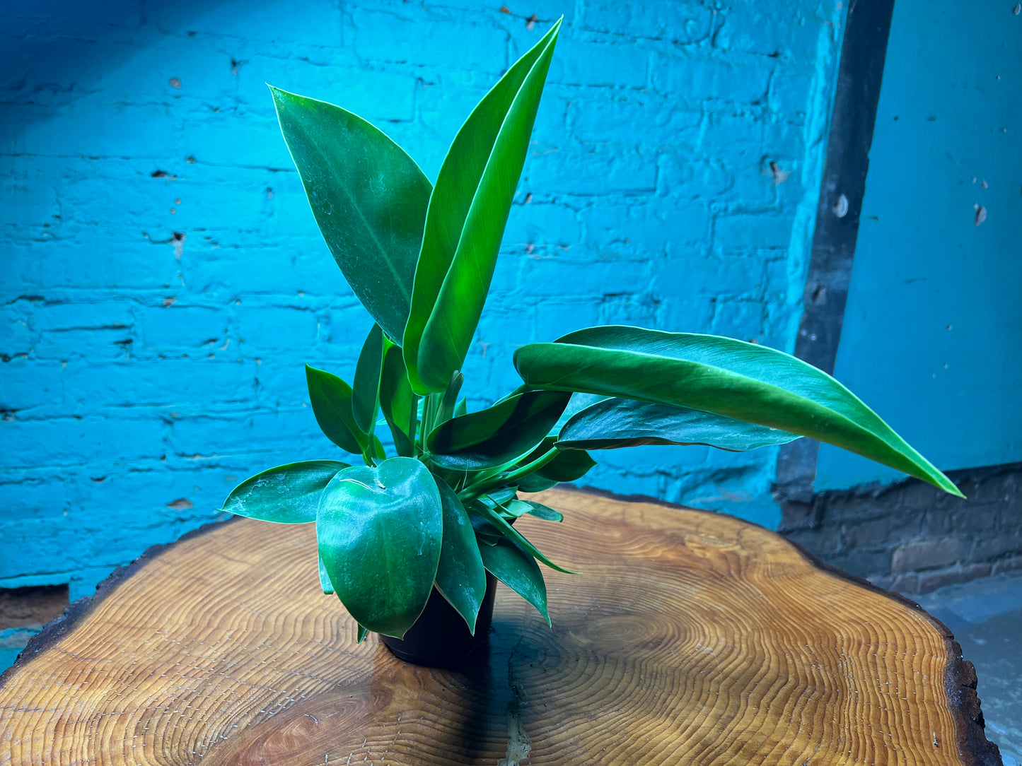Philodendron Congo Thailand 4”
