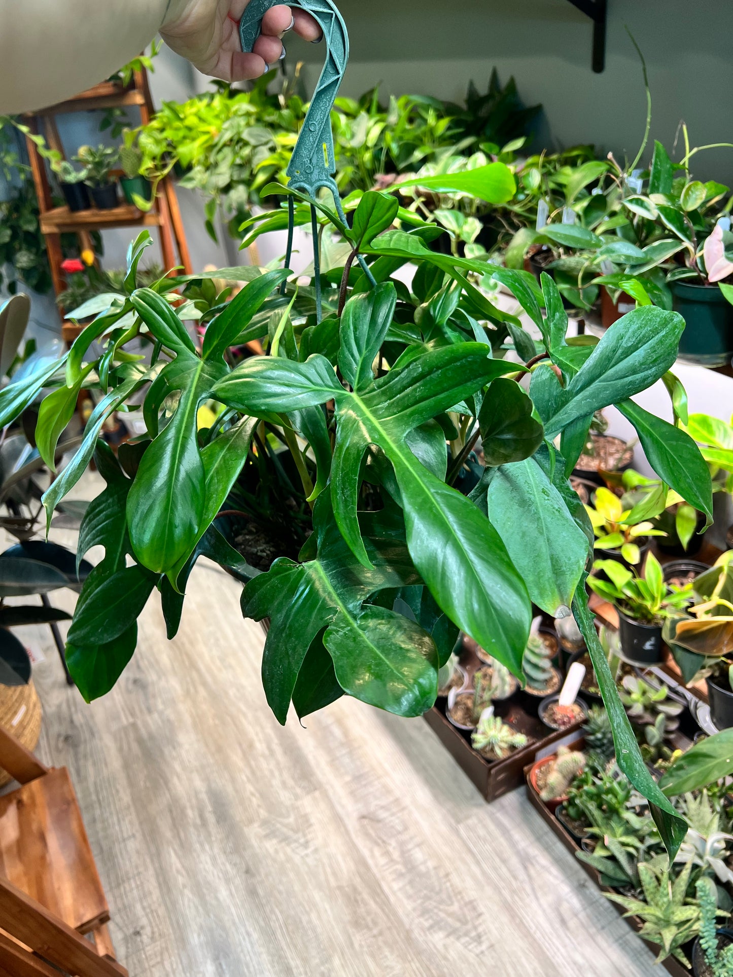 Philodendron Florida Green basket 10”
