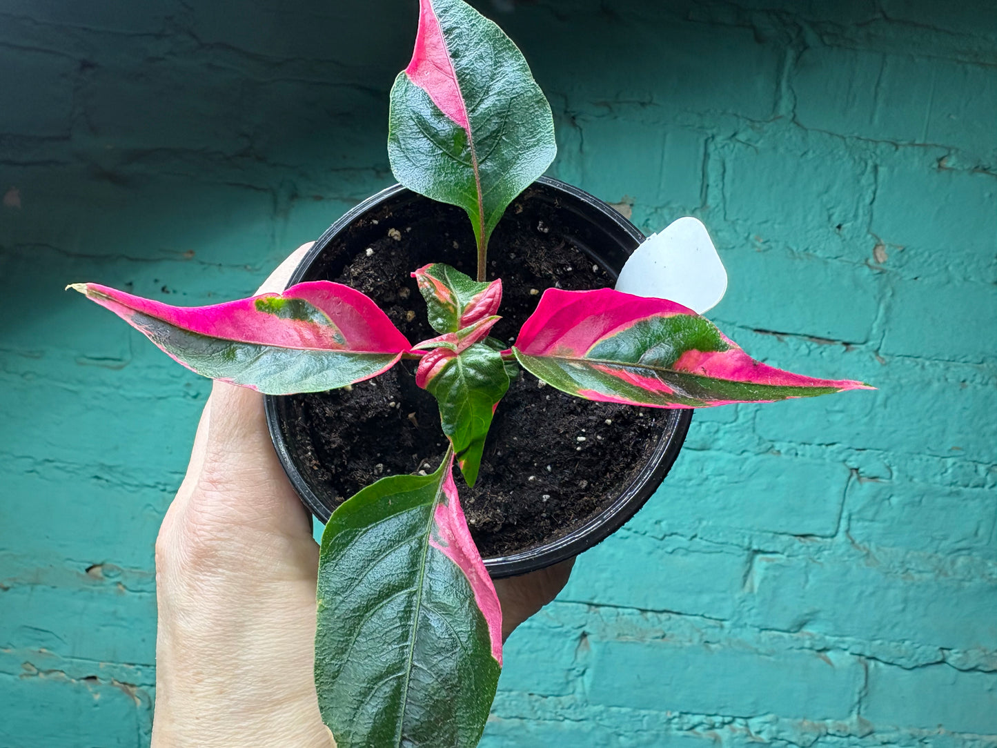 Alternanthera “Party Time” 4”