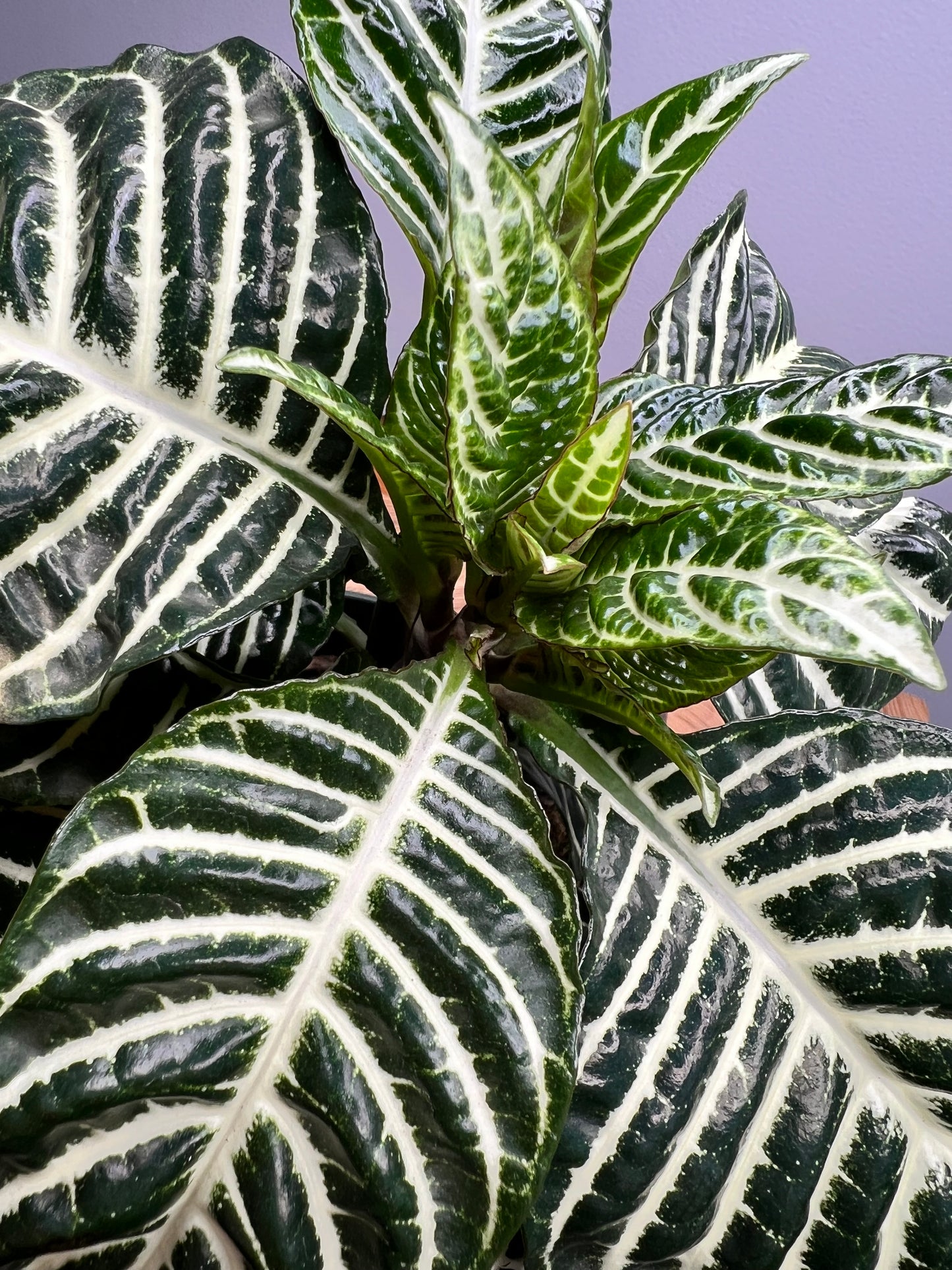 Zebra Plant 4”