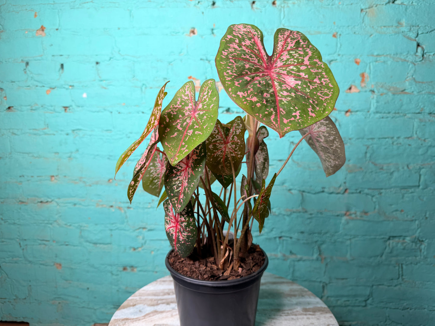 Caladium 6” ‘Pink Dream’