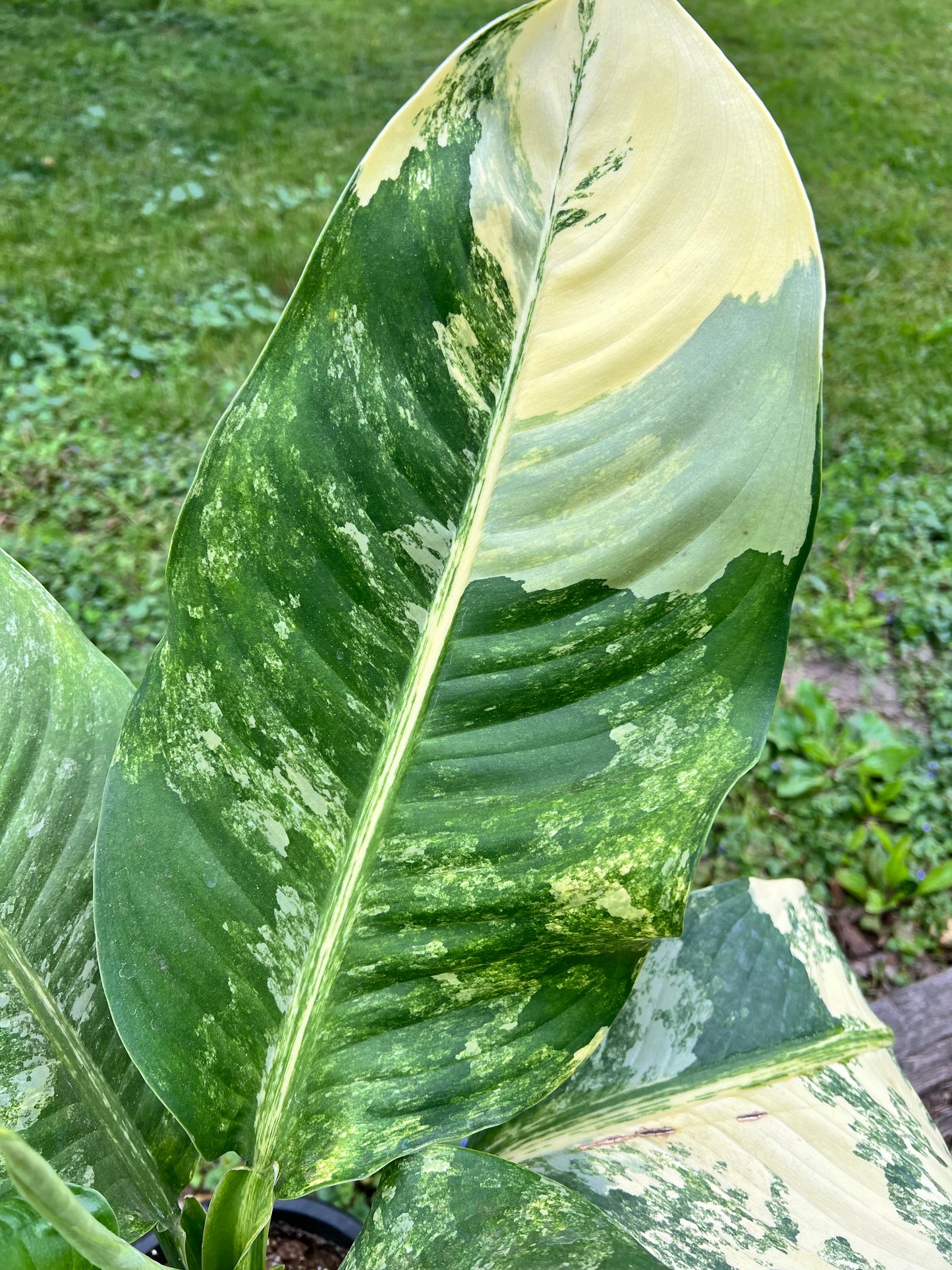 Dieffenbachia 'Big Ben' Variegated