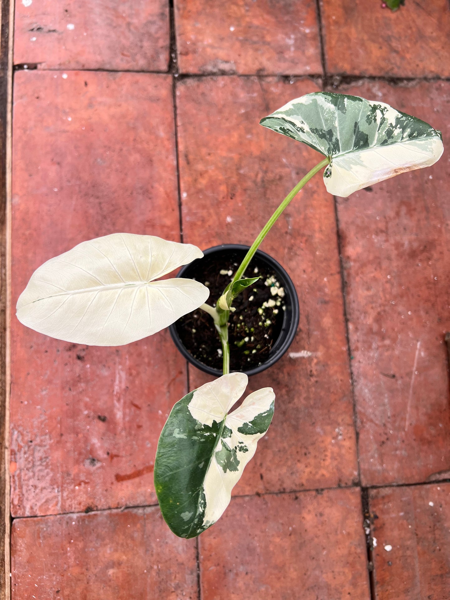 Alocasia-Macrorrhizos Appaloosa Gold