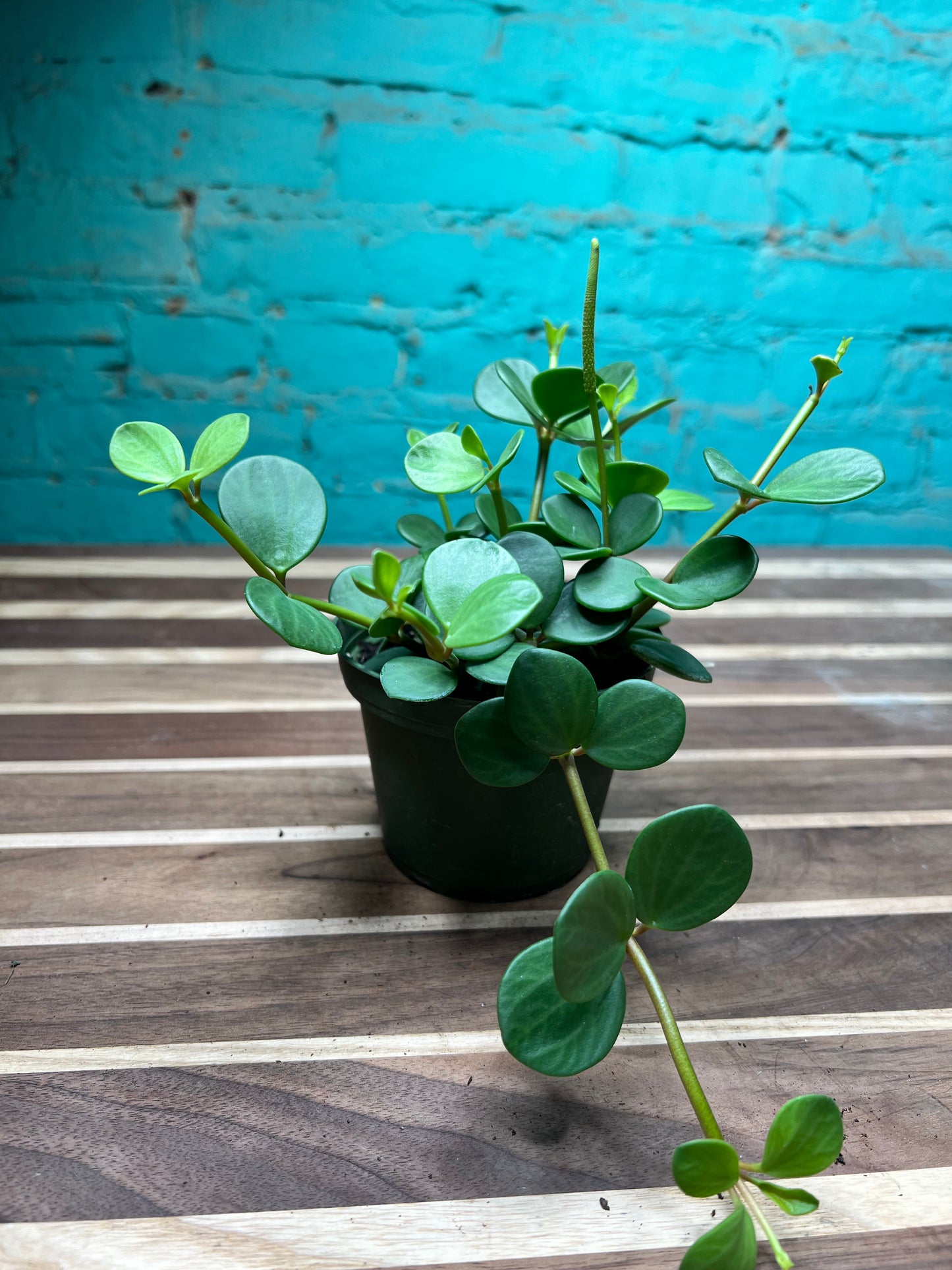 Peperomia Hope