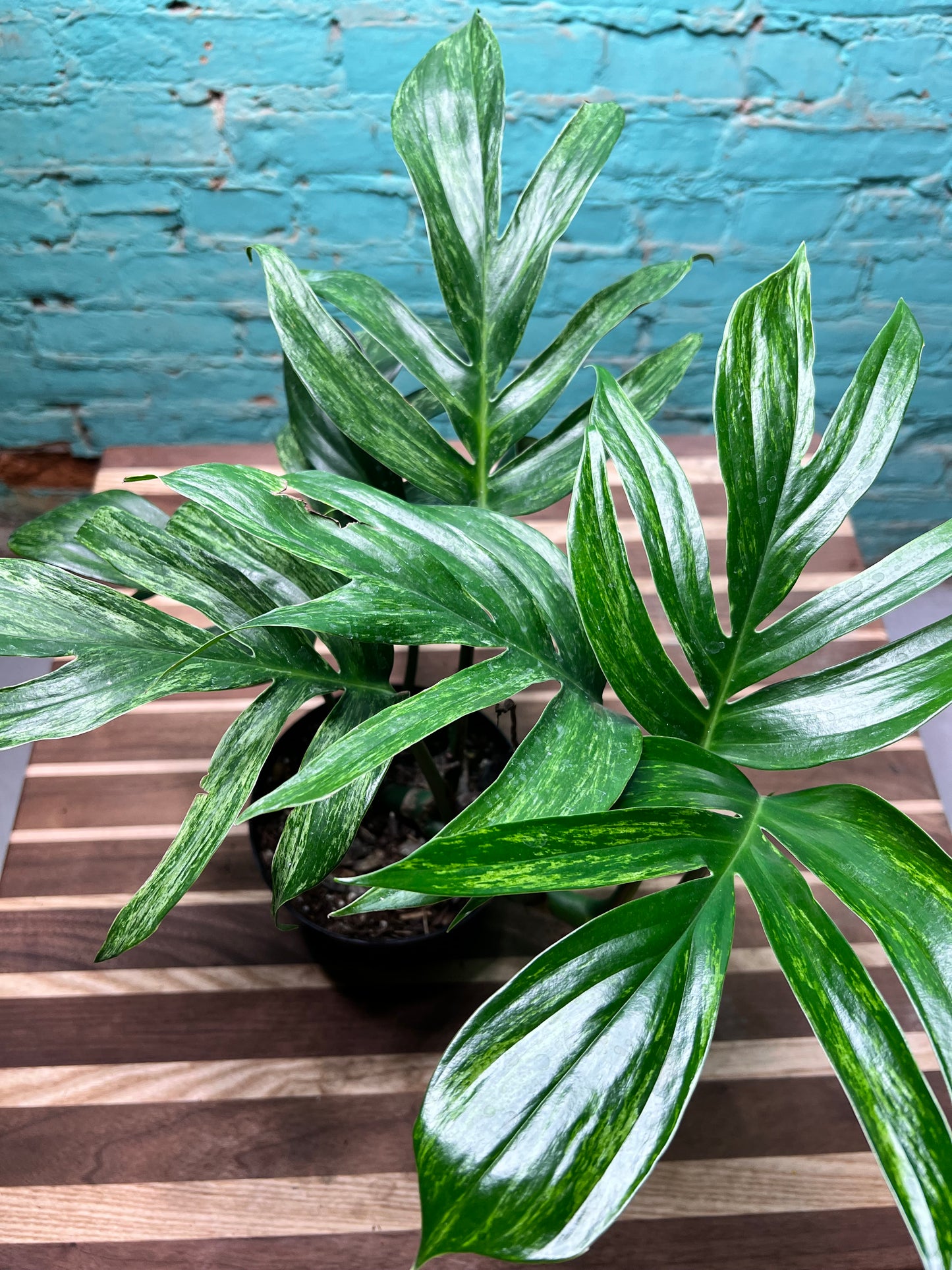 Monstera Decursiva Variegated 6” “Dragon Tail”