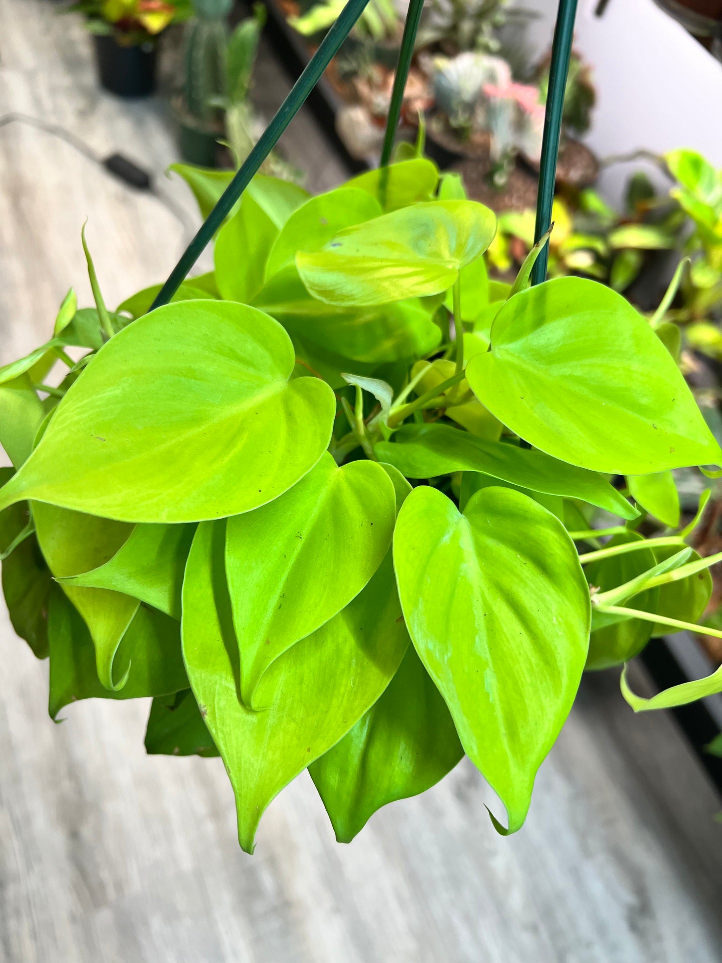 Philodendron neon heart leaf 8” basket