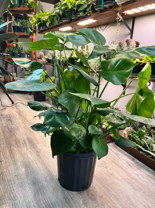 Monstera Deliciosa 8”