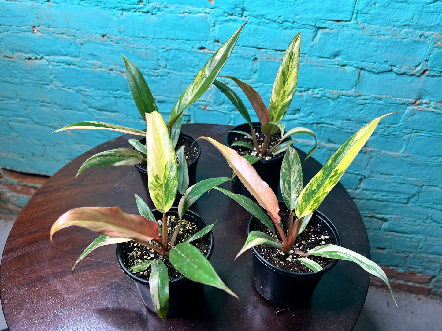 Philodendron Carmel Marble 4”