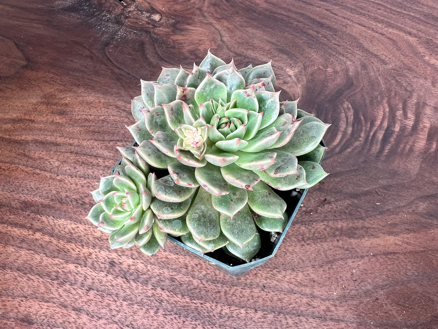 Echeveria 6