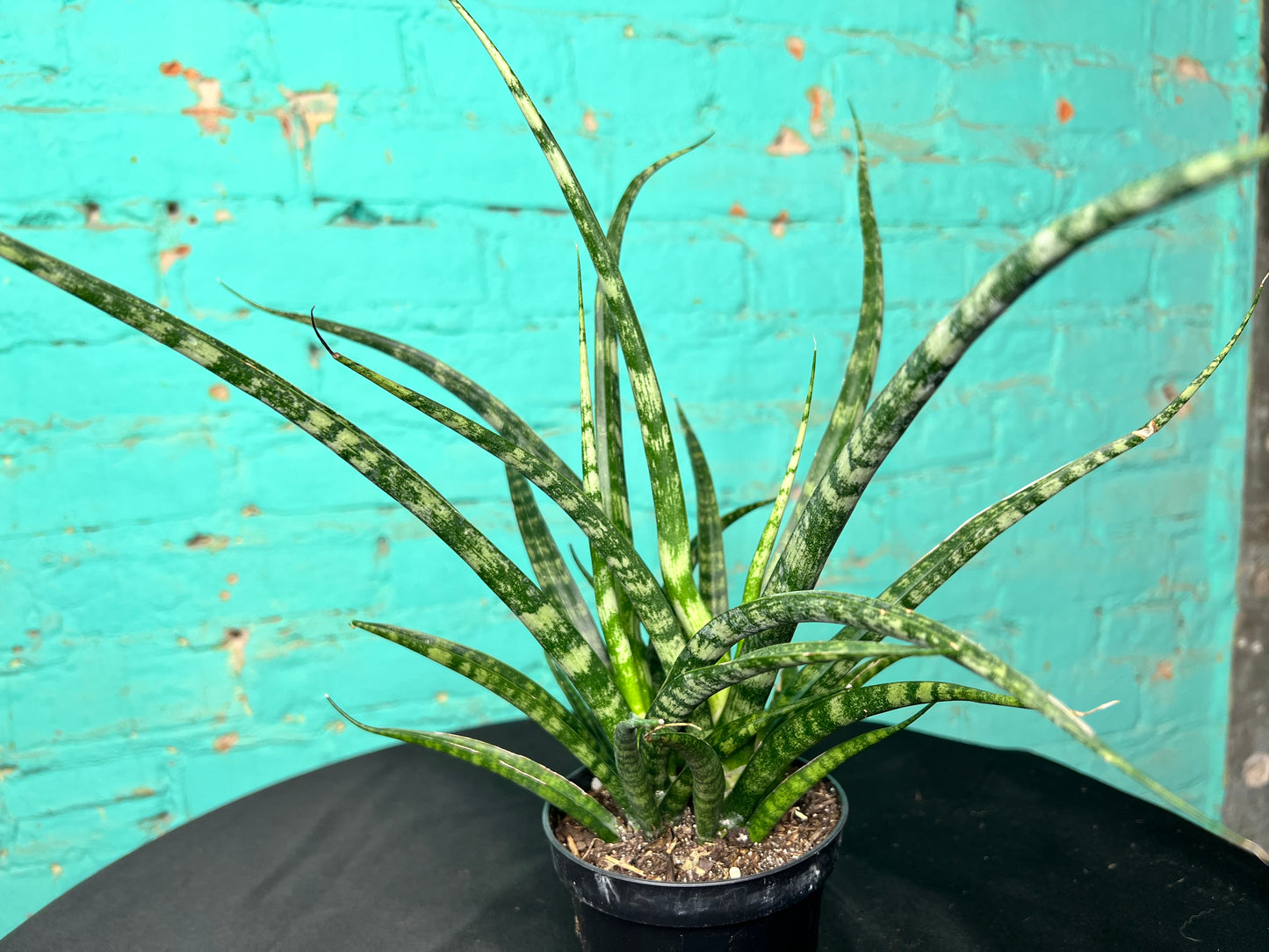 Sansevieria Cylindrica- Snake Plant “Mikado”