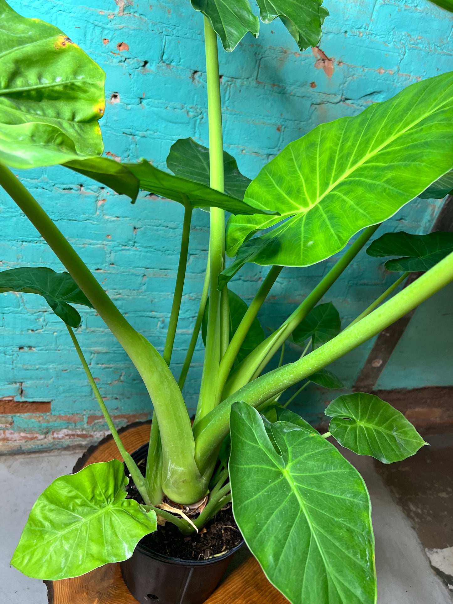 Alocasia Green Giant 10”