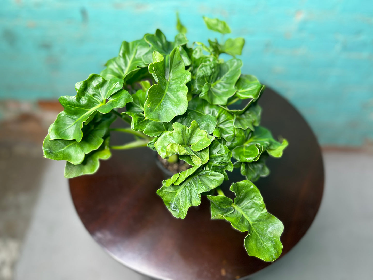 Philodendron Selloum (Hope) 4”
