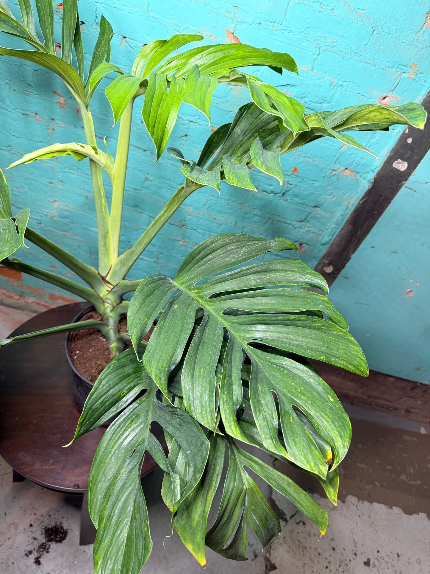 Monstera Pinnatipartita 10”
