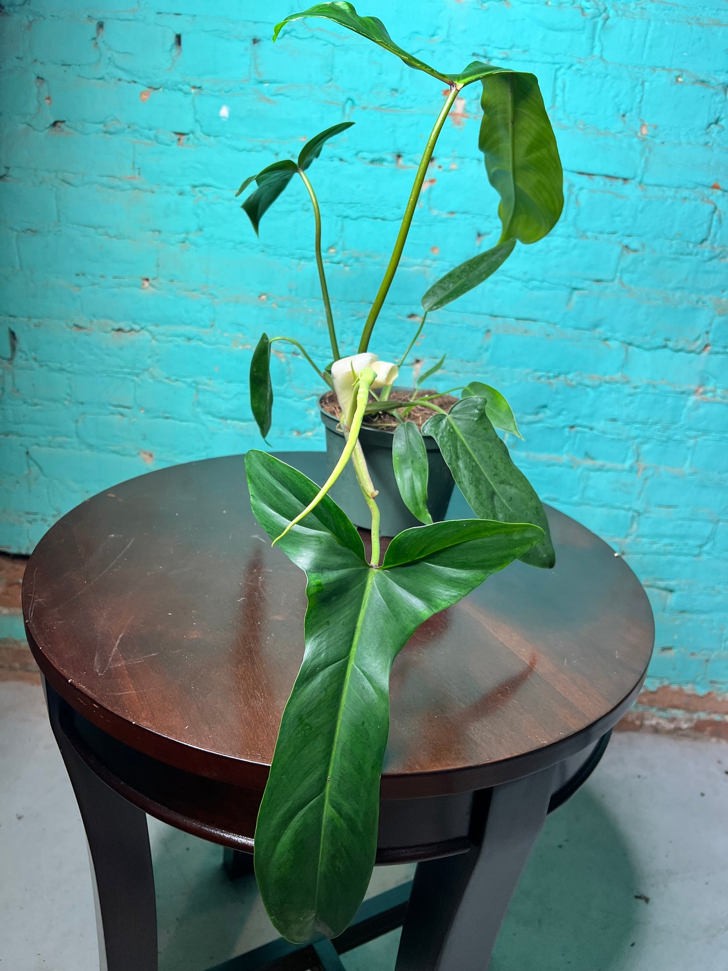 Philodendron Bette Waterbury 6”