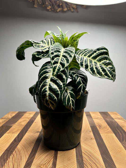 Zebra Plant 4”