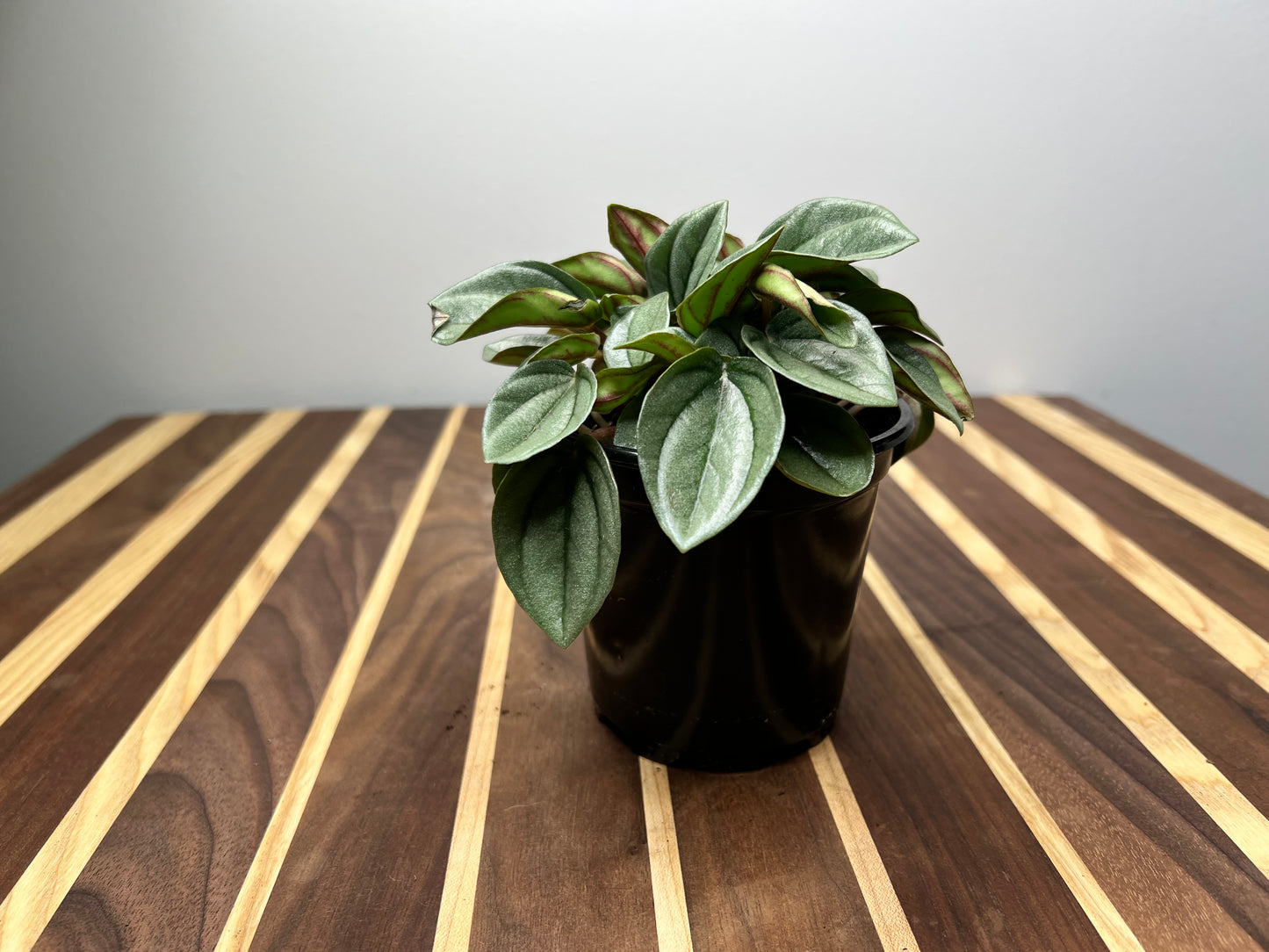 Peperomia Shiny Bush