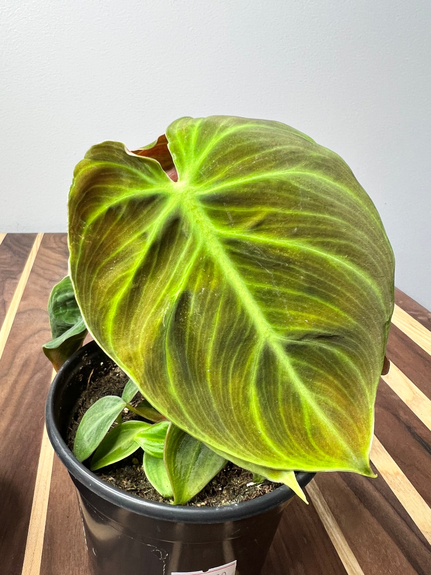 Philodendron El Choco Red