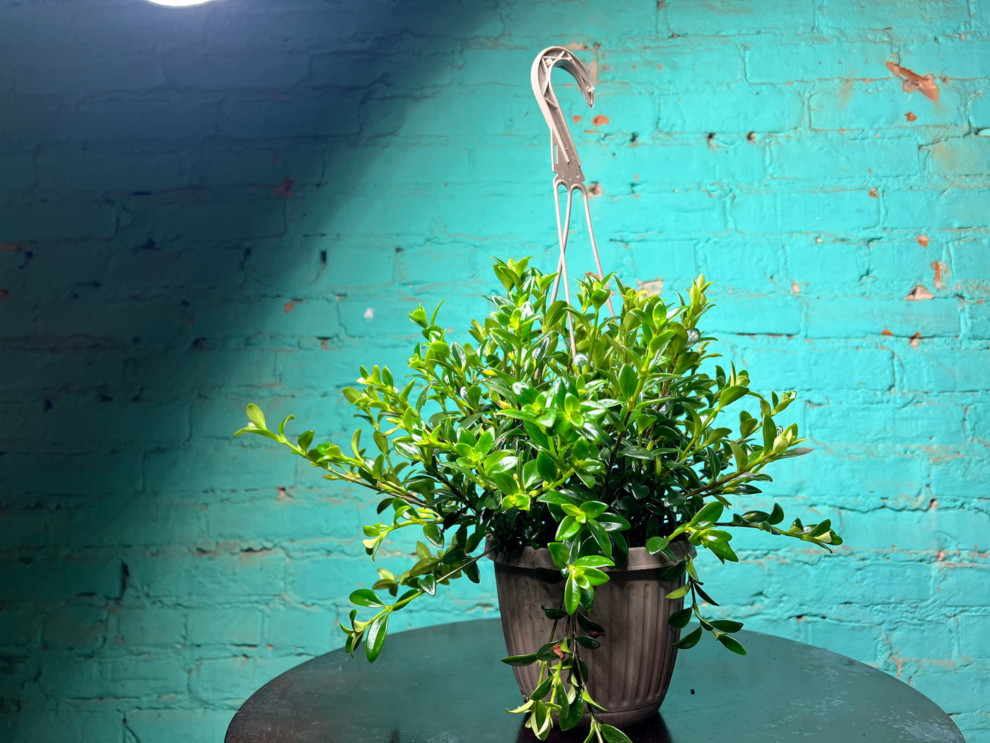 Goldfish plant 6” basket