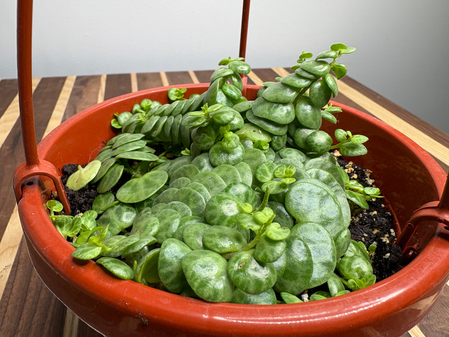 String of turtles Basket 6”