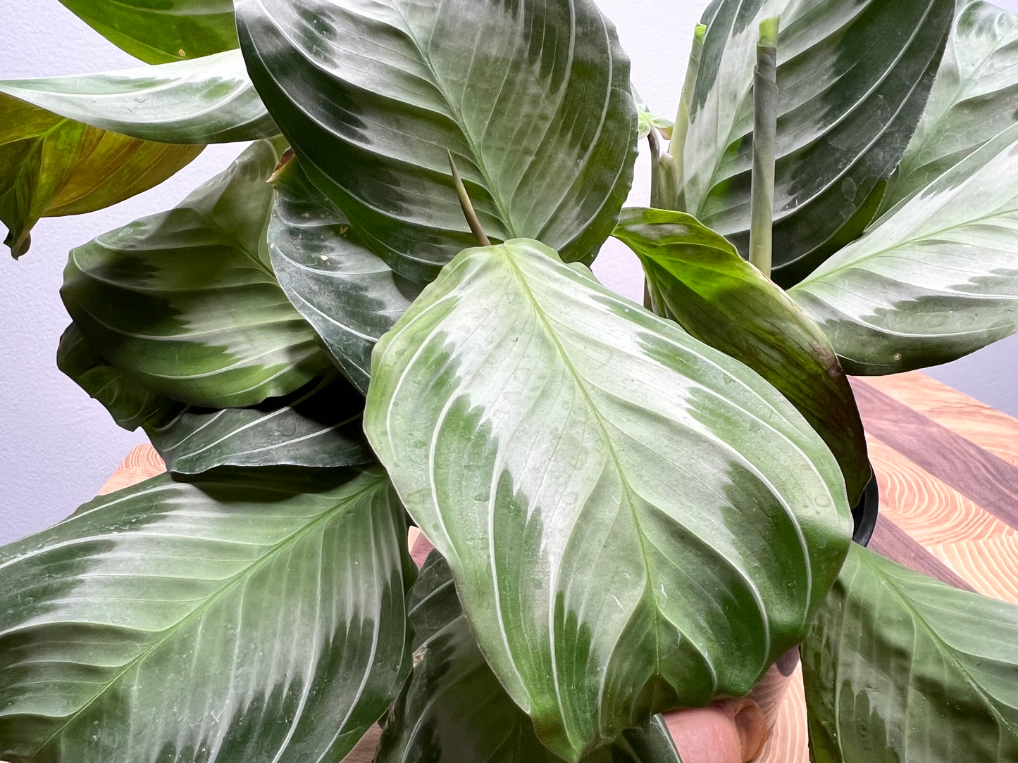 Prayer plant -Silver