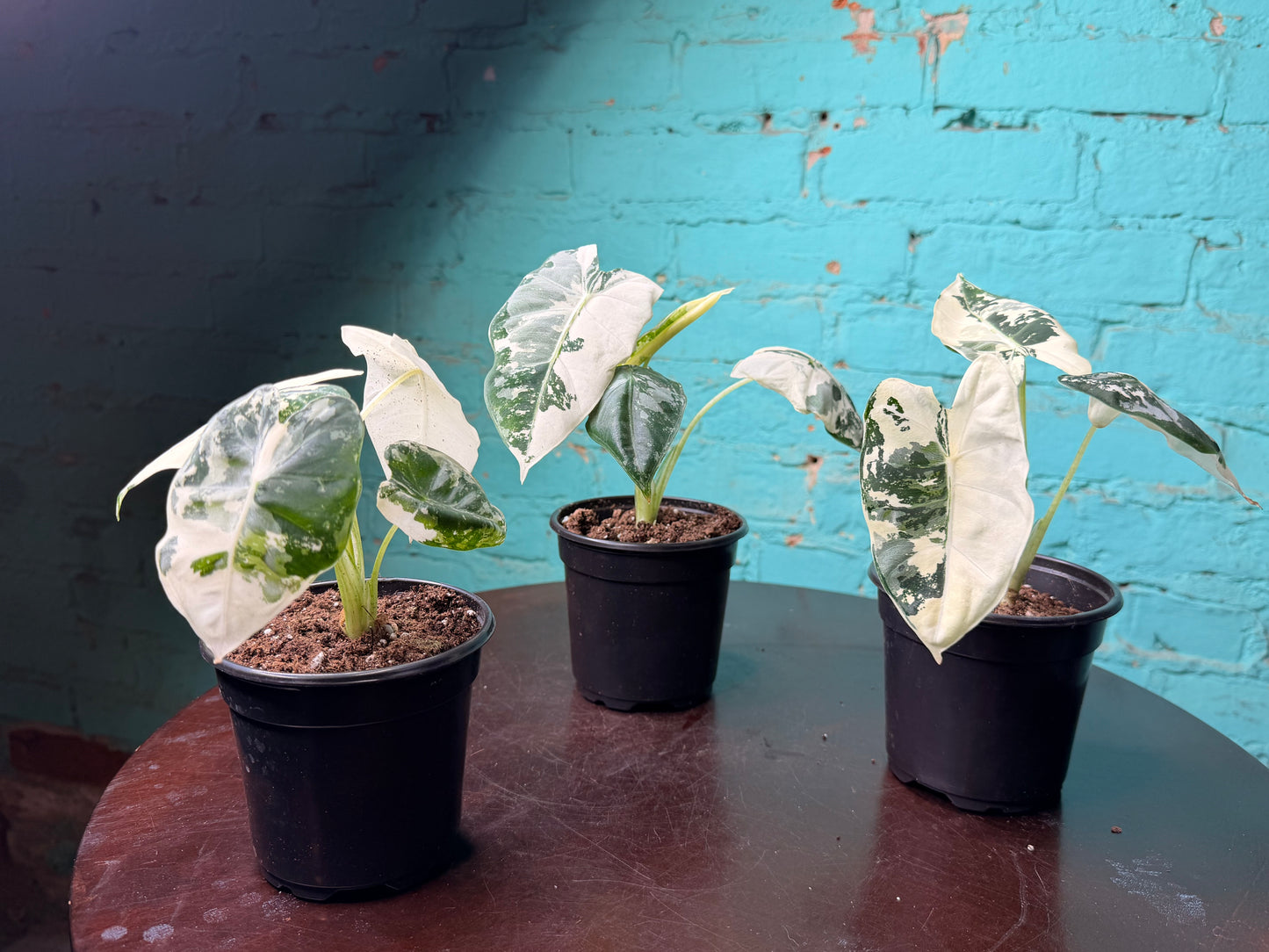 Alocasia Frydek Variegated 4”
