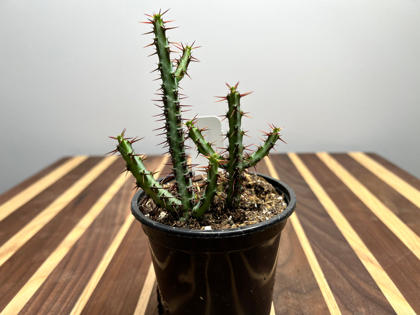 Euphorbia Aeruginosa 4”