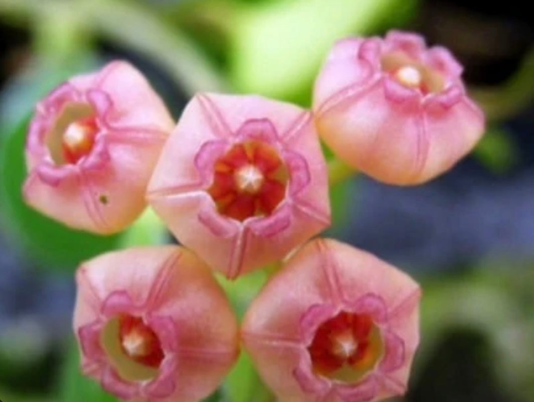 Hoya-Heuschkeliana pink