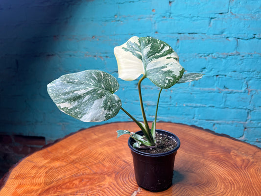 Monstera Thai constellation (small 4”)