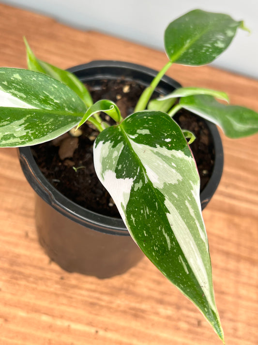 Philodendron- white princess