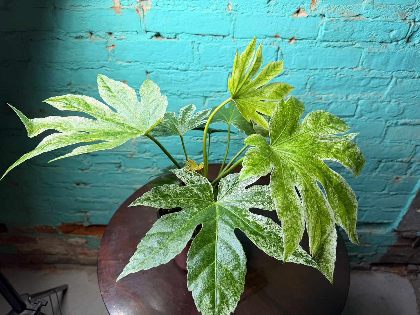 Fatsia Varegated 6”