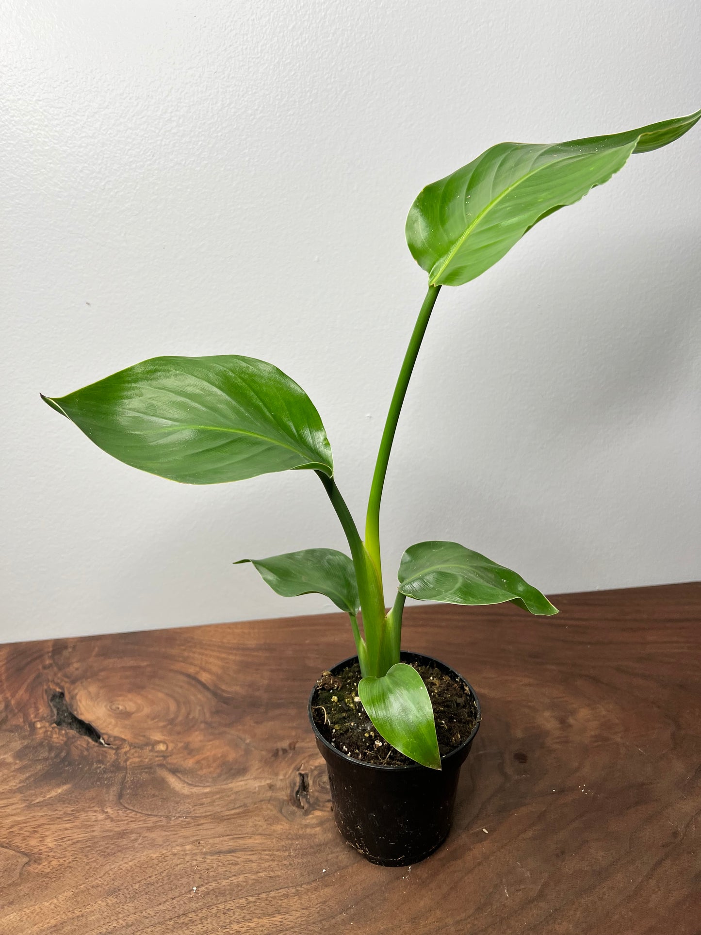 Bird of Paradise White 4”