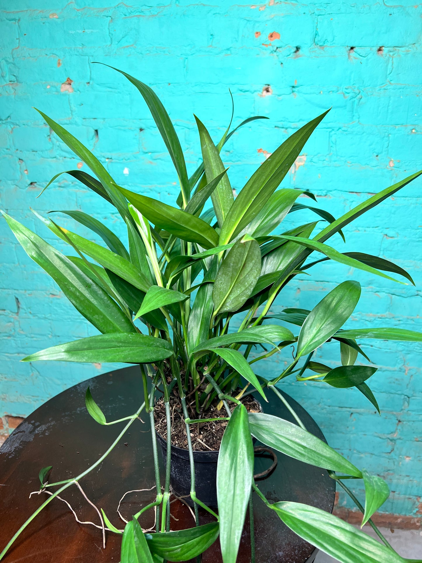 Epipremnum Amplissimum 6”