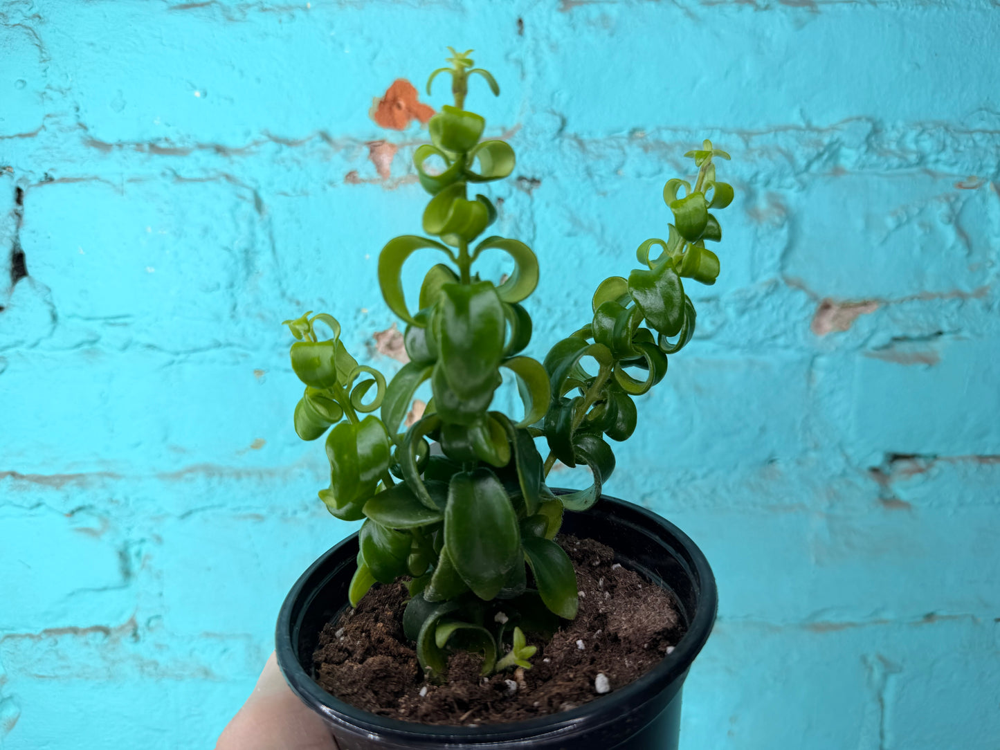 Lipstick Plant Curly 4”