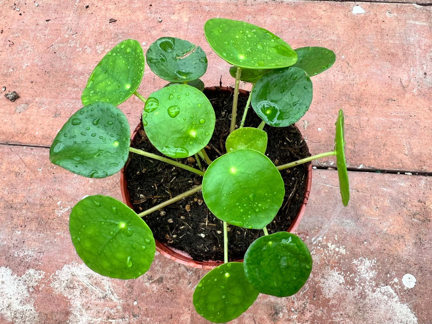 Pilea Peperomioides (4inch) Chinese Money Plant