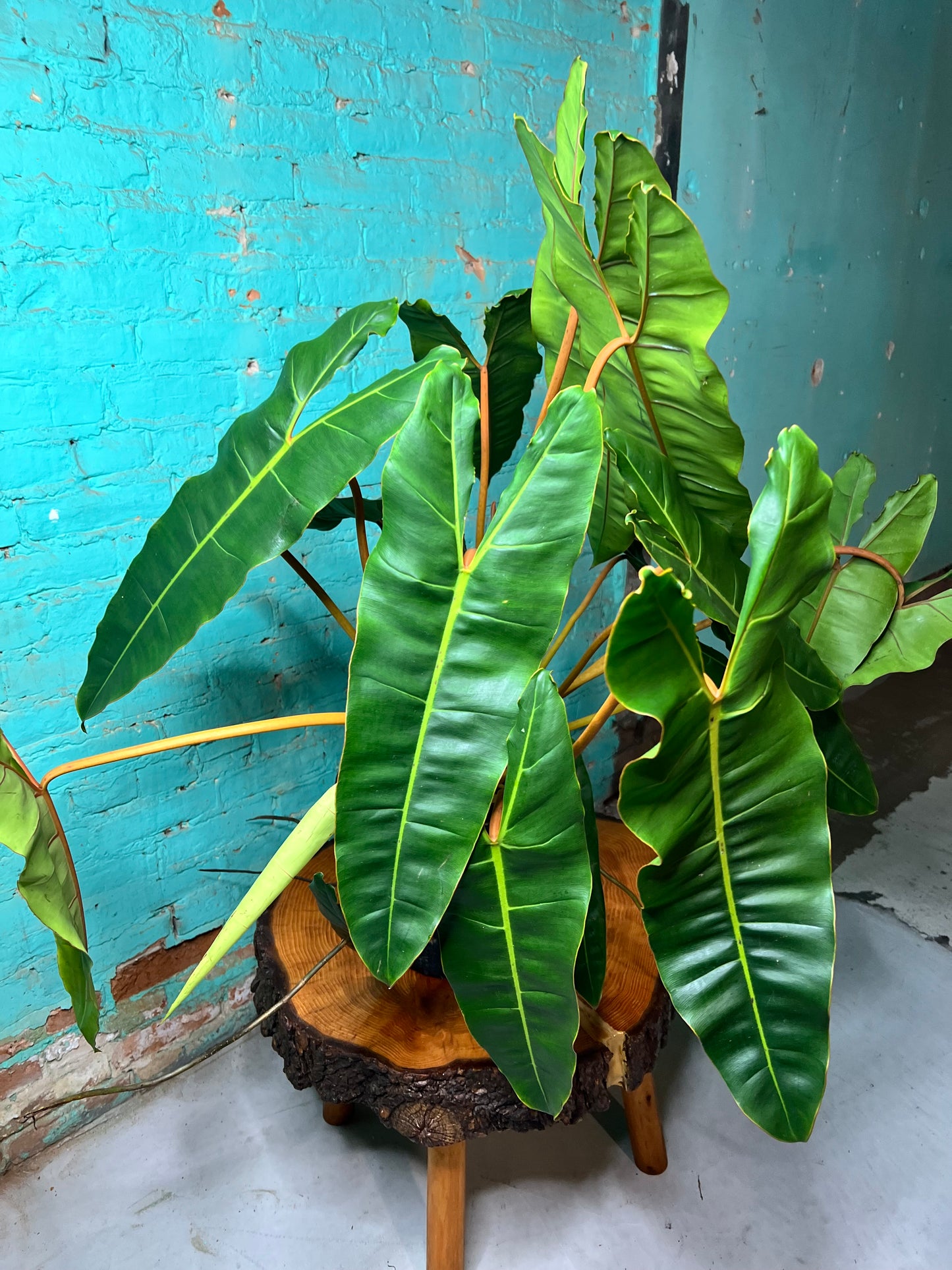 Philodendron Billietiae 10”