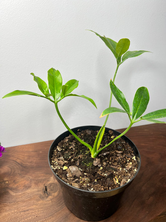 Philodendron- Goldeii 6” (one Large) Finger leaf