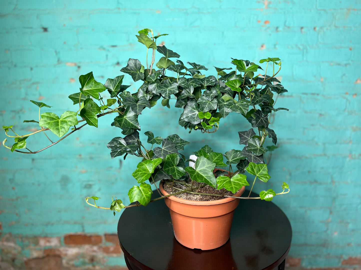 Ivy Topiary Heart 8”