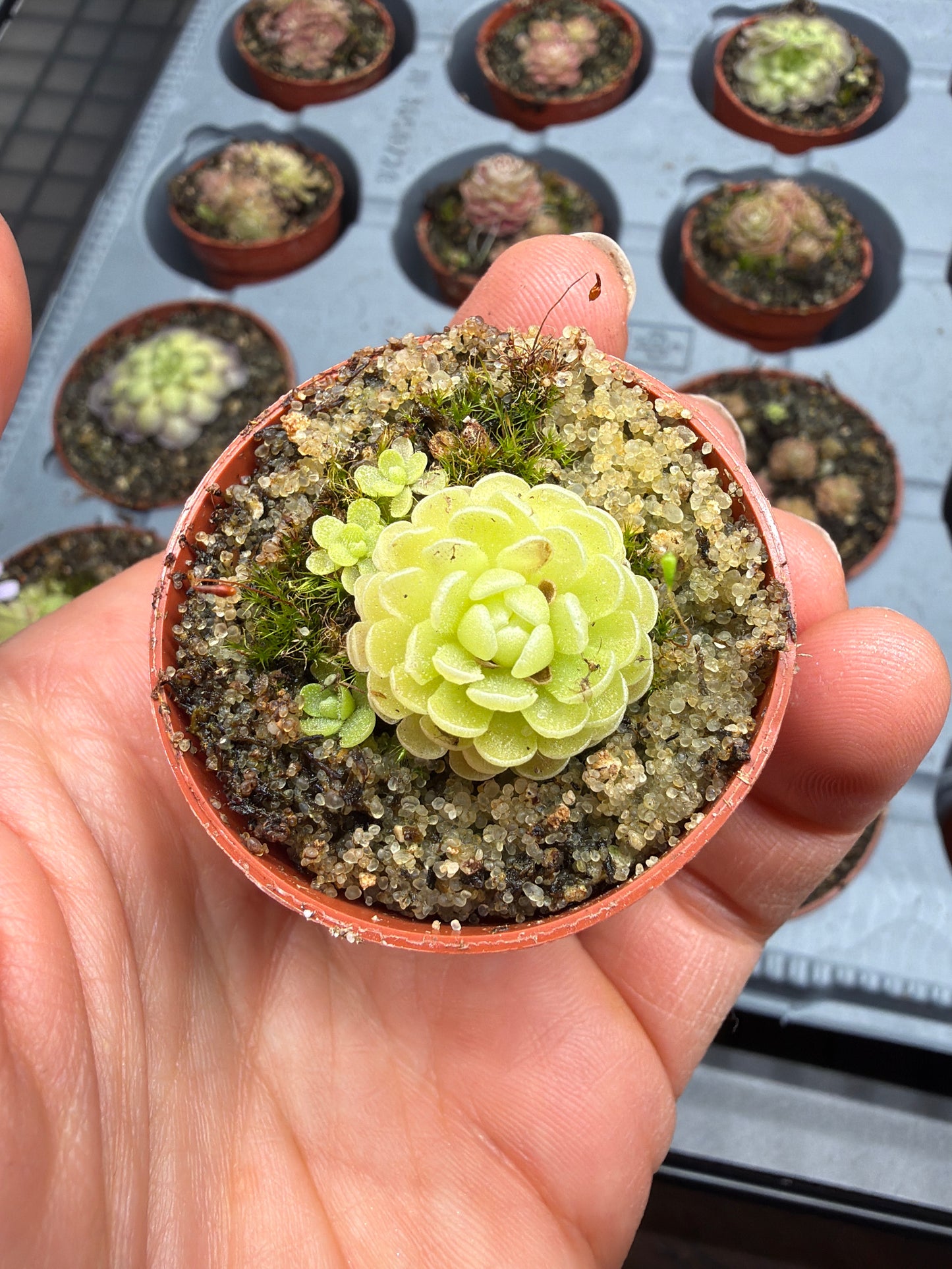 Pinguicula ‘Weser’ 1.5”
