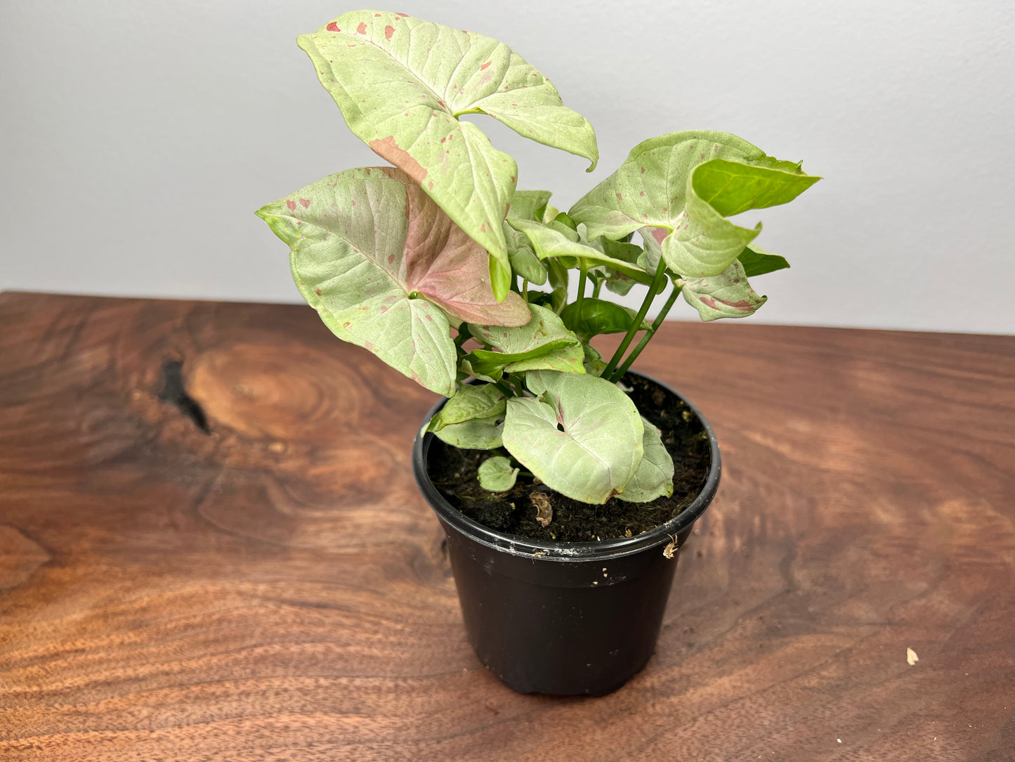 Syngonium Pink confetti