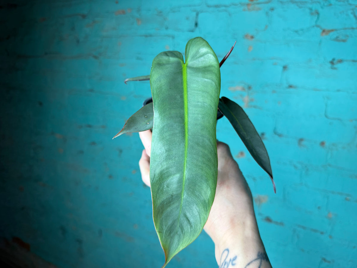 Philodendron atabapoense | Atabapo Philodendron 4”