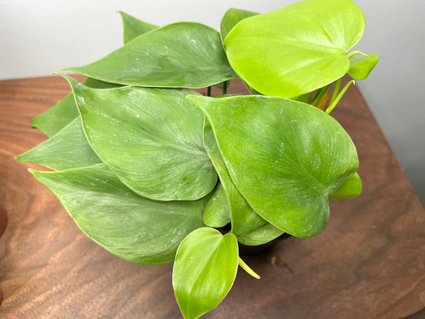 philodendron heart leaf