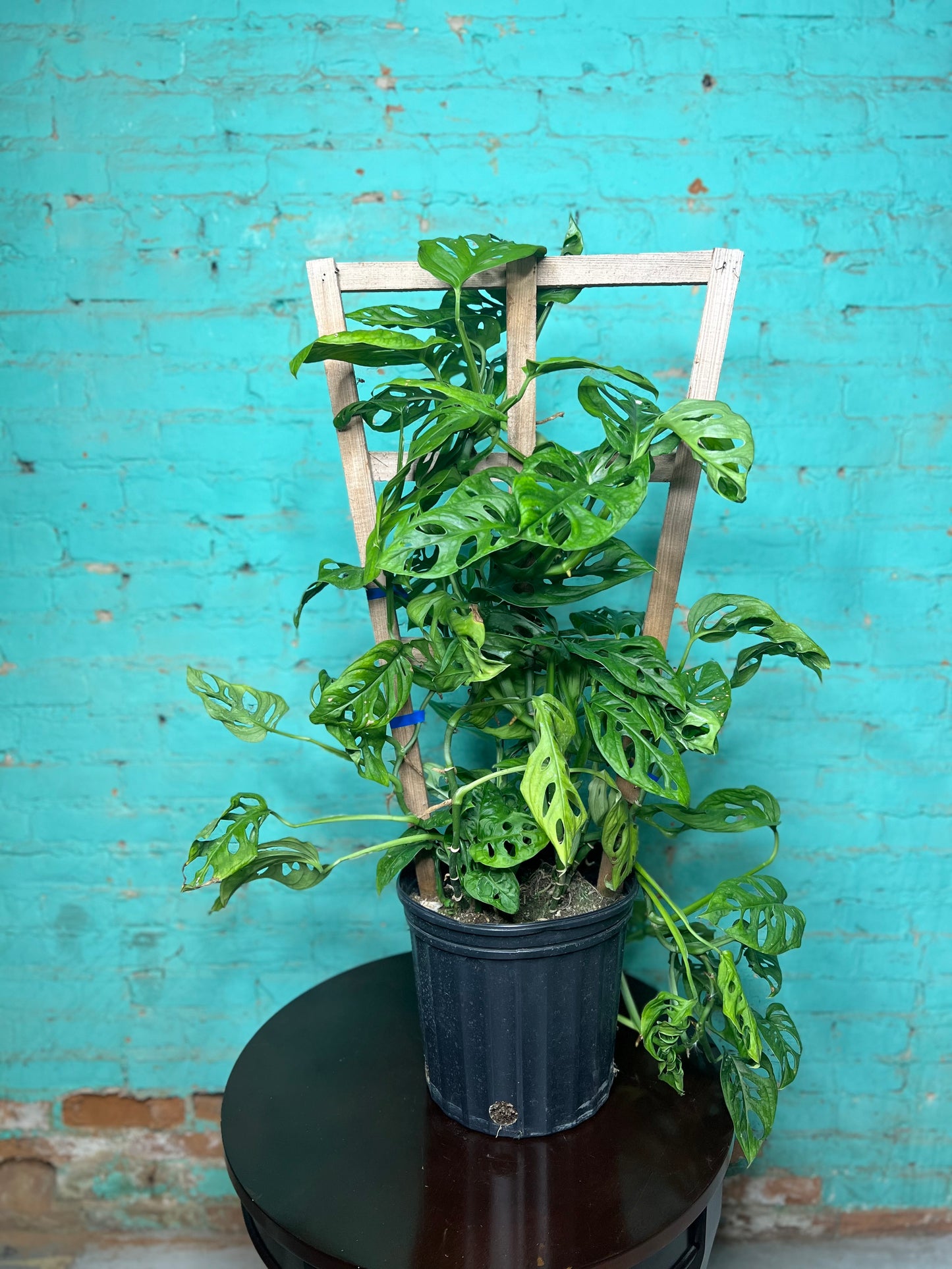 Monstera Swiss Cheese Trellis 10”