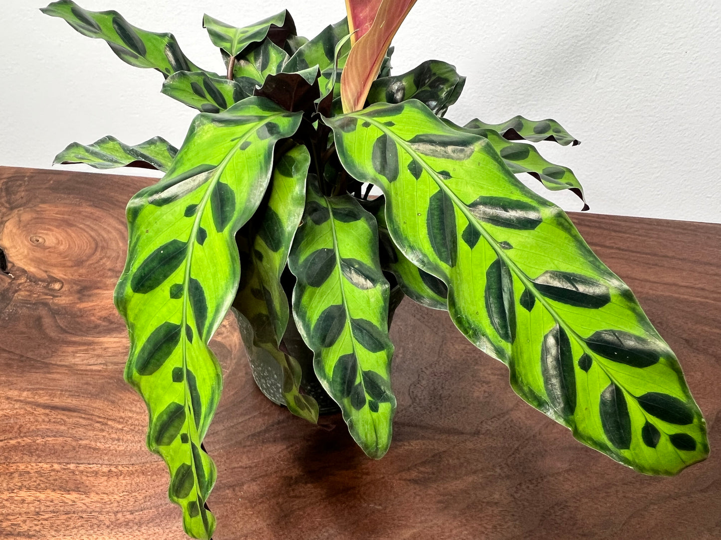 Calathea Rattle Snake 4”