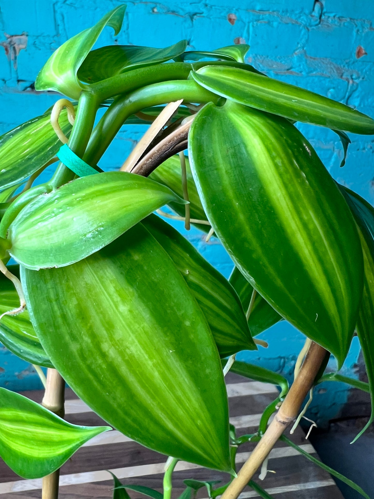 Vanilla Bean Orchids Trellis