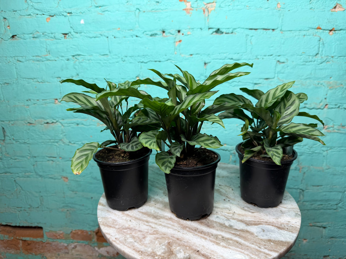 Calathea Freddie 4”