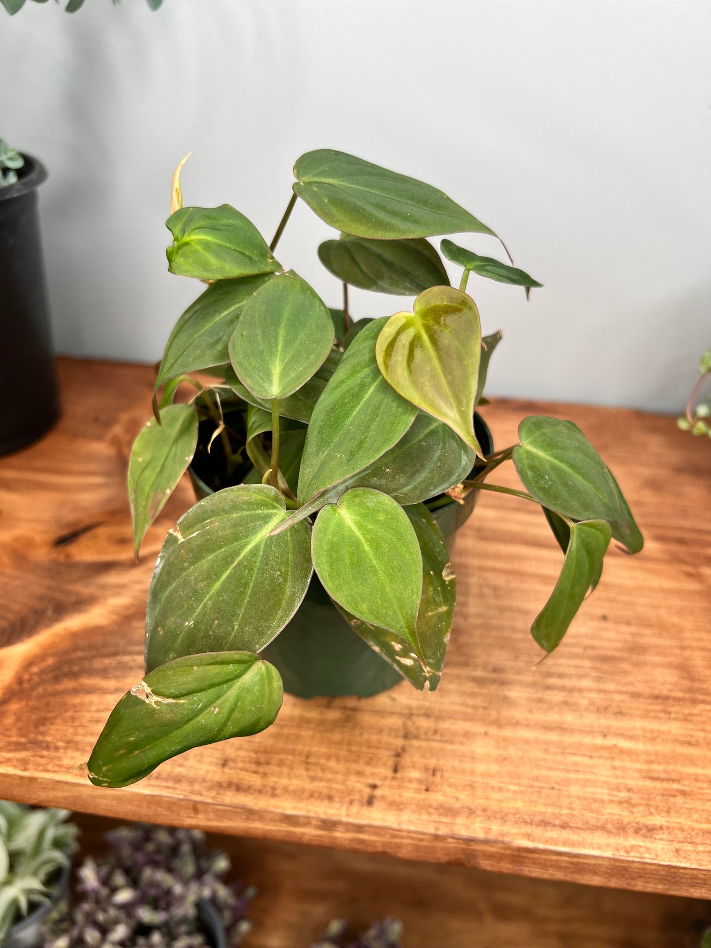 Philodendron Mican